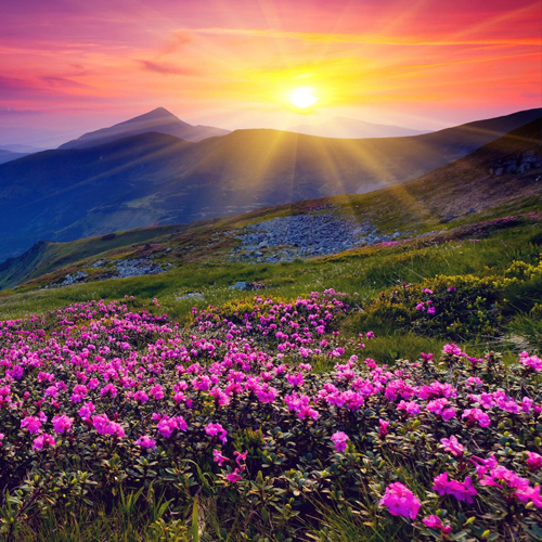 �ֳ�������